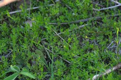 Galium brevipes