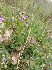 Lathyrus vernus