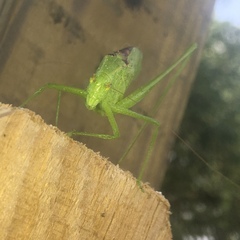 Amblycorypha oblongifolia