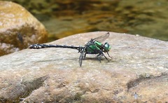 Ophiogomphus carolus