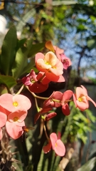 Trigona fulviventris