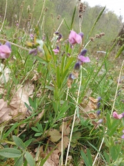 Lathyrus vernus