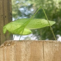 Amblycorypha oblongifolia