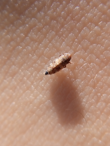 Sardius argus