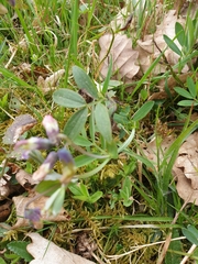Lathyrus vernus