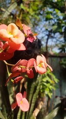 Trigona fulviventris