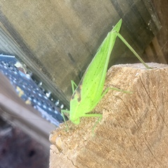 Amblycorypha oblongifolia