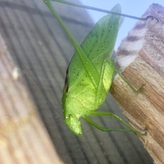 Amblycorypha oblongifolia