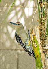 Melanerpes uropygialis