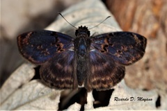 Chiomara mithrax