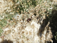 Platyphora congregata