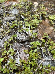 Chrysosplenium americanum