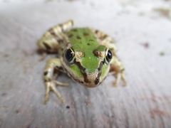 Pelophylax kurtmuelleri