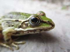 Pelophylax kurtmuelleri