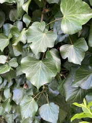 Hedera helix