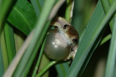 Hyperolius tuberculatus