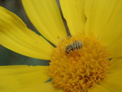 Nomioides turanicus
