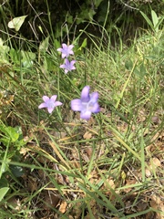 Campanula patula