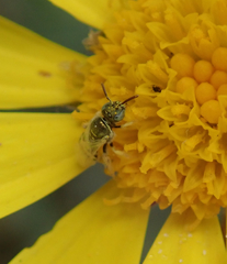 Nomioides turanicus