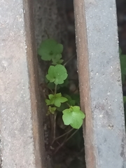 Cymbalaria muralis