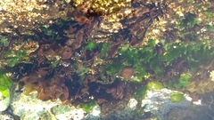 Mazzaella laminarioides