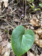 Hexastylis rhombiformis