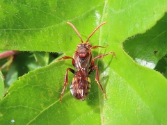 Nomada flava