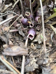 Hexastylis rhombiformis