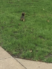 Sciurus niger