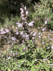 Salvia fruticosa