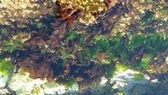 Mazzaella laminarioides