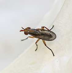 Limnia conica