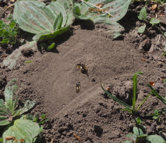 Lasioglossum marginatum