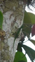 Anolis chloris