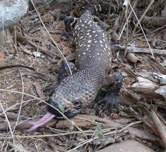Heloderma horridum