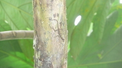 Anolis trachyderma