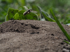 Lasioglossum marginatum