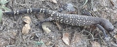 Heloderma horridum