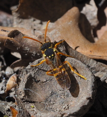 Nomada goodeniana