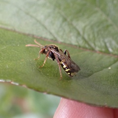 Nomada