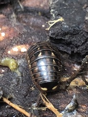 Glomeridae