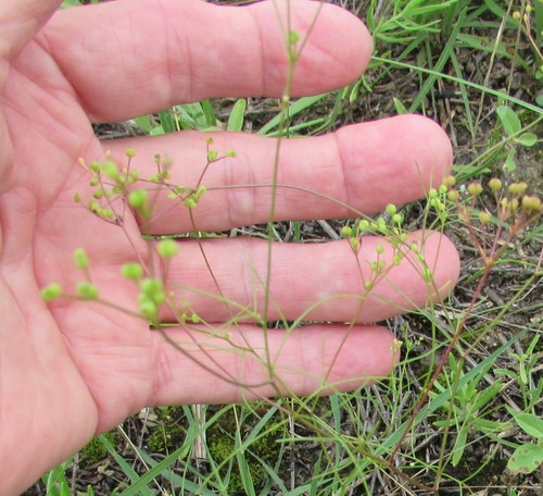 Red River scaleseed (Spermolepis inermis)