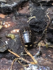 Glomeridae
