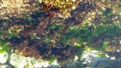 Mazzaella laminarioides