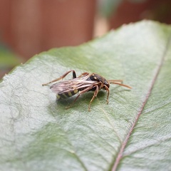 Nomada