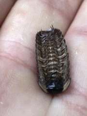Glomeridae