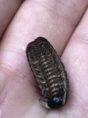 Glomeridae