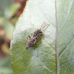 Nomada