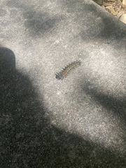 Uresiphita reversalis