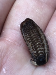 Glomeridae
